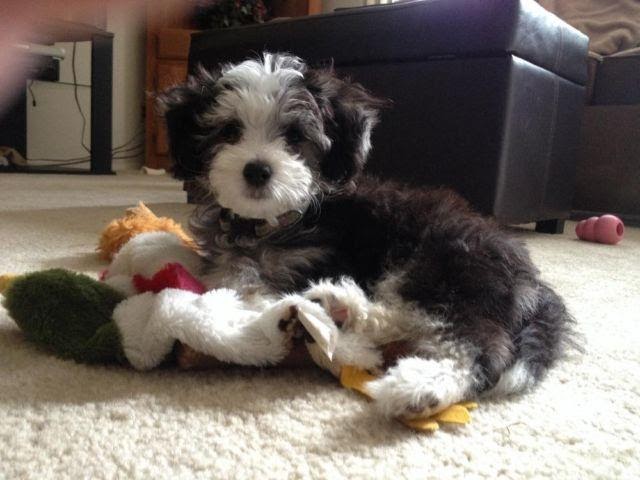 Chinese Crested Poodle mix Chinese Crestepoo Temperament Size